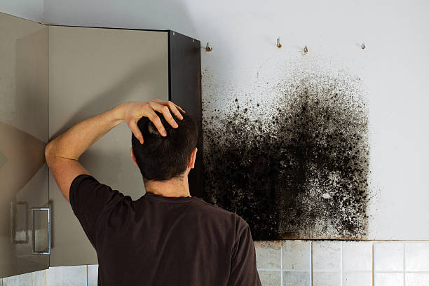 Best Residential Mold Removal  in Spring Green, WI